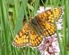 Melitaea parthenoides